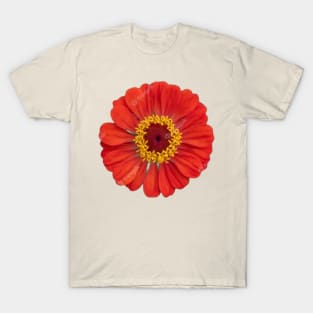 Pink daisy flower T-Shirt